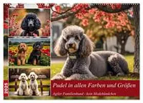 CALVENDO / Kleemann |  Pudel in allen Farben und Größen (Wandkalender 2025 DIN A2 quer), CALVENDO Monatskalender | Sonstiges |  Sack Fachmedien