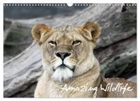 CALVENDO / Hebbel-Seeger |  Amazing Wildlife (Wandkalender 2025 DIN A3 quer), CALVENDO Monatskalender | Sonstiges |  Sack Fachmedien