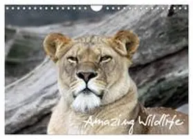 CALVENDO / Hebbel-Seeger |  Amazing Wildlife (Wandkalender 2025 DIN A4 quer), CALVENDO Monatskalender | Sonstiges |  Sack Fachmedien