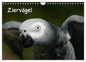 CALVENDO / Lindert-Rottke |  Ziervögel (Wandkalender 2025 DIN A4 quer), CALVENDO Monatskalender | Sonstiges |  Sack Fachmedien