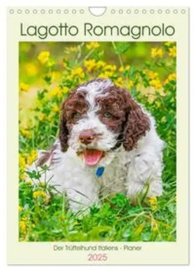 CALVENDO / Starick |  Lagotto Romagnolo - Der Trüffelhund Italiens - Planer (Wandkalender 2025 DIN A4 hoch), CALVENDO Monatskalender | Sonstiges |  Sack Fachmedien