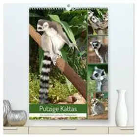 CALVENDO / Kleemann |  Putzige Kattas (hochwertiger Premium Wandkalender 2025 DIN A2 hoch), Kunstdruck in Hochglanz | Sonstiges |  Sack Fachmedien