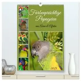 CALVENDO / Kleemann |  Farbenprächtige Papageien aus Asien und Afrika (hochwertiger Premium Wandkalender 2025 DIN A2 hoch), Kunstdruck in Hochglanz | Sonstiges |  Sack Fachmedien