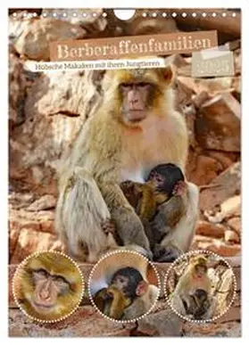 CALVENDO / Kleemann |  Berberaffenfamilien (Wandkalender 2025 DIN A4 hoch), CALVENDO Monatskalender | Sonstiges |  Sack Fachmedien