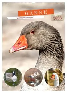 CALVENDO / Löwer |  Gänse, geliebte Wasservögel (Wandkalender 2025 DIN A2 hoch), CALVENDO Monatskalender | Sonstiges |  Sack Fachmedien