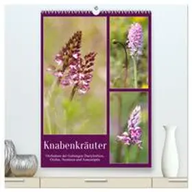 CALVENDO / Löwer | Knabenkräuter (hochwertiger Premium Wandkalender 2025 DIN A2 hoch), Kunstdruck in Hochglanz | Sonstiges | 978-3-435-90943-8 | www.sack.de