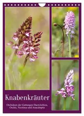 CALVENDO / Löwer |  Knabenkräuter (Wandkalender 2025 DIN A4 hoch), CALVENDO Monatskalender | Sonstiges |  Sack Fachmedien