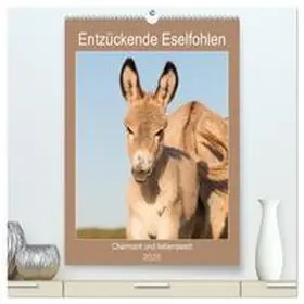 CALVENDO / Bölts |  Entzückende Esel - Charmant und liebenswert (hochwertiger Premium Wandkalender 2025 DIN A2 hoch), Kunstdruck in Hochglanz | Sonstiges |  Sack Fachmedien