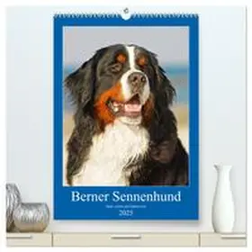 CALVENDO / Starick |  Berner Sennenhund - stark , schön und liebenswert (hochwertiger Premium Wandkalender 2025 DIN A2 hoch), Kunstdruck in Hochglanz | Sonstiges |  Sack Fachmedien