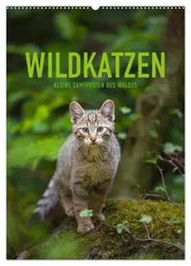 CALVENDO / Krutz |  Wildkatzen - Kleine Samtpfoten des Waldes (Wandkalender 2025 DIN A2 hoch), CALVENDO Monatskalender | Sonstiges |  Sack Fachmedien