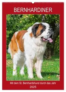 CALVENDO / Starick | Bernhardiner - Mit dem St. Bernhardshund durch das Jahr (Wandkalender 2025 DIN A2 hoch), CALVENDO Monatskalender | Sonstiges | 978-3-435-95720-0 | www.sack.de