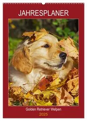CALVENDO / Starick |  Jahresplaner Golden Retriever Welpen (Wandkalender 2025 DIN A2 hoch), CALVENDO Monatskalender | Sonstiges |  Sack Fachmedien