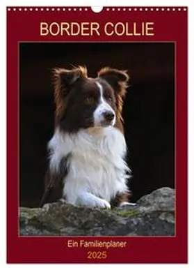 CALVENDO / Starick |  Border Collie - Ein Familienplaner (Wandkalender 2025 DIN A3 hoch), CALVENDO Monatskalender | Sonstiges |  Sack Fachmedien