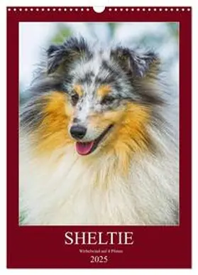 CALVENDO / Starick |  Sheltie - Wirbelwind auf 4 Pfoten (Wandkalender 2025 DIN A3 hoch), CALVENDO Monatskalender | Sonstiges |  Sack Fachmedien