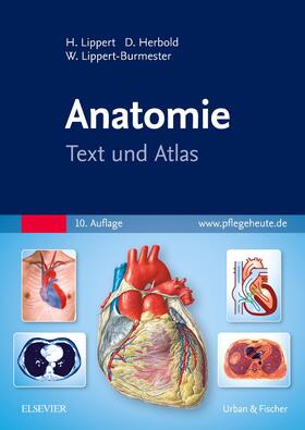 Lippert / Herbold / Lippert-Burmester | Anatomie | Buch | 978-3-437-26183-1 | sack.de