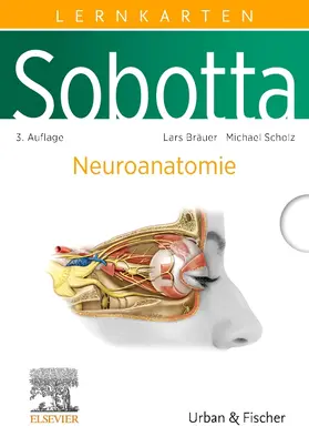 Bräuer / Scholz | Sobotta Lernkarten Neuroanatomie | Buch | 978-3-437-41164-9 | sack.de