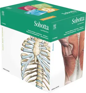 Bräuer / Scholz |  Sobotta Lernkartenpaket | Sonstiges |  Sack Fachmedien