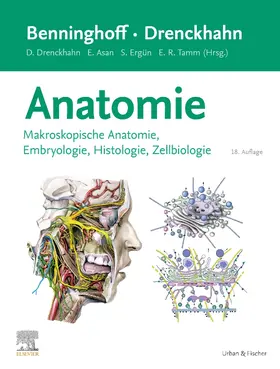 Asan / Drenckhahn / Ergün | Benninghoff/Drenckhahn, Anatomie | Buch | 978-3-437-42352-9 | sack.de