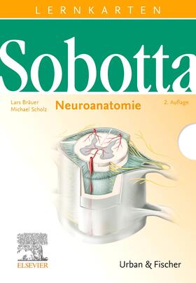 Bräuer / Scholz | Sobotta Lernkarten Neuroanatomie | Sonstiges | 978-3-437-42912-5 | sack.de