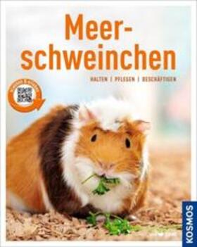 Beck |  Meerschweinchen | Buch |  Sack Fachmedien