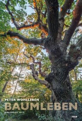 Wohlleben |  Baumleben 2018 | Buch |  Sack Fachmedien