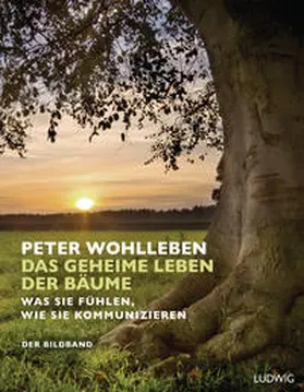 Wohlleben |  Das geheime Leben der Bäume | Buch |  Sack Fachmedien