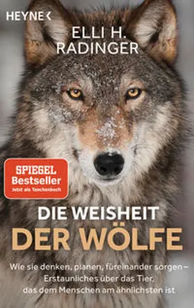 Radinger | Die Weisheit der Wölfe | Buch | 978-3-453-60512-1 | sack.de