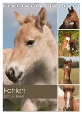 CALVENDO / Bölts |  Fohlen im Porträt (Tischkalender 2025 DIN A5 hoch), CALVENDO Monatskalender | Sonstiges |  Sack Fachmedien