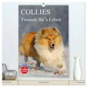 CALVENDO / Starick |  Collies - Freunde für´s Leben (hochwertiger Premium Wandkalender 2025 DIN A2 hoch), Kunstdruck in Hochglanz | Sonstiges |  Sack Fachmedien