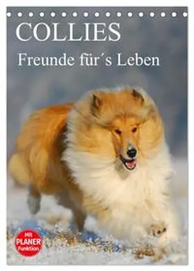 CALVENDO / Starick |  Collies - Freunde für´s Leben (Tischkalender 2025 DIN A5 hoch), CALVENDO Monatskalender | Sonstiges |  Sack Fachmedien