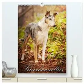 CALVENDO / Längsfeld |  Kurzhaarcollies (hochwertiger Premium Wandkalender 2025 DIN A2 hoch), Kunstdruck in Hochglanz | Sonstiges |  Sack Fachmedien