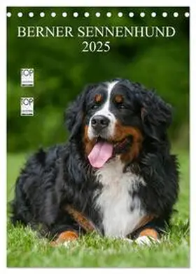 CALVENDO / Starick |  Berner Sennenhund 2025 (Tischkalender 2025 DIN A5 hoch), CALVENDO Monatskalender | Sonstiges |  Sack Fachmedien
