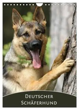 CALVENDO / Steininger |  Deutscher Schäferhund (Wandkalender 2025 DIN A4 hoch), CALVENDO Monatskalender | Sonstiges |  Sack Fachmedien