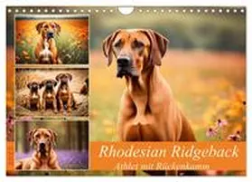 CALVENDO / Kleemann |  Rhodesian Ridgeback - Athlet mit Rückenkamm (Wandkalender 2025 DIN A4 quer), CALVENDO Monatskalender | Sonstiges |  Sack Fachmedien