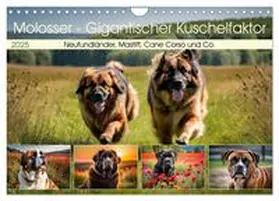 CALVENDO / Kleemann |  Molosser - Gigantischer Kuschelfaktor (Wandkalender 2025 DIN A4 quer), CALVENDO Monatskalender | Sonstiges |  Sack Fachmedien