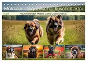 CALVENDO / Kleemann |  Molosser - Gigantischer Kuschelfaktor (Tischkalender 2025 DIN A5 quer), CALVENDO Monatskalender | Sonstiges |  Sack Fachmedien