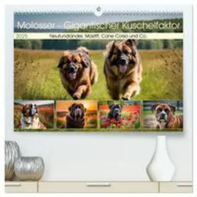 CALVENDO / Kleemann |  Molosser - Gigantischer Kuschelfaktor (hochwertiger Premium Wandkalender 2025 DIN A2 quer), Kunstdruck in Hochglanz | Sonstiges |  Sack Fachmedien