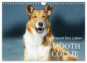 CALVENDO / Starick |  Ein Freund fürs Leben - Smooth Collie (Wandkalender 2025 DIN A4 quer), CALVENDO Monatskalender | Sonstiges |  Sack Fachmedien