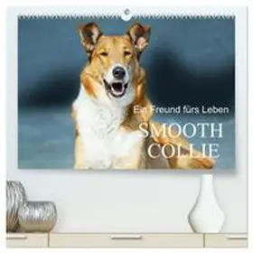 CALVENDO / Starick |  Ein Freund fürs Leben - Smooth Collie (hochwertiger Premium Wandkalender 2025 DIN A2 quer), Kunstdruck in Hochglanz | Sonstiges |  Sack Fachmedien