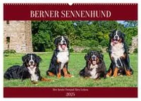CALVENDO / Starick |  Berner Sennenhund - Der beste Freund fürs Leben (Wandkalender 2025 DIN A2 quer), CALVENDO Monatskalender | Sonstiges |  Sack Fachmedien