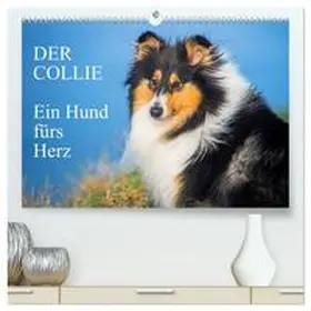 CALVENDO / Starick |  Der Collie - ein Hund fürs Herz (hochwertiger Premium Wandkalender 2025 DIN A2 quer), Kunstdruck in Hochglanz | Sonstiges |  Sack Fachmedien