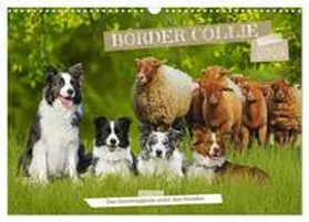CALVENDO / Starick |  Border Collie - Das Universalgenie unter den Hunden (Wandkalender 2025 DIN A3 quer), CALVENDO Monatskalender | Sonstiges |  Sack Fachmedien