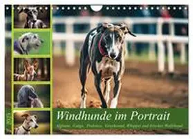 CALVENDO / Kleemann |  Windhunde im Portrait (Wandkalender 2025 DIN A4 quer), CALVENDO Monatskalender | Sonstiges |  Sack Fachmedien