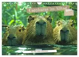 CALVENDO / Kowalski |  Capybaras im Alltag - Ein Jahr voller Abenteuer (Wandkalender 2025 DIN A4 quer), CALVENDO Monatskalender | Sonstiges |  Sack Fachmedien