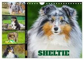 CALVENDO / Starick |  Sheltie - Ein Stück vom Glück (Wandkalender 2025 DIN A4 quer), CALVENDO Monatskalender | Sonstiges |  Sack Fachmedien