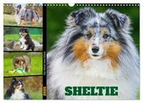 CALVENDO / Starick |  Sheltie - Ein Stück vom Glück (Wandkalender 2025 DIN A3 quer), CALVENDO Monatskalender | Sonstiges |  Sack Fachmedien