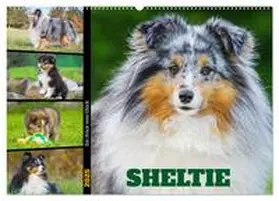 CALVENDO / Starick |  Sheltie - Ein Stück vom Glück (Wandkalender 2025 DIN A2 quer), CALVENDO Monatskalender | Sonstiges |  Sack Fachmedien