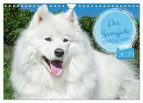 CALVENDO / Starick |  Der Samojede - Schönheit des Nordens (Wandkalender 2025 DIN A4 quer), CALVENDO Monatskalender | Sonstiges |  Sack Fachmedien