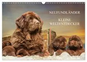 CALVENDO / Starick |  Neufundländer - Kleine Weltentdecker (Wandkalender 2025 DIN A3 quer), CALVENDO Monatskalender | Sonstiges |  Sack Fachmedien