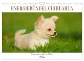 CALVENDO / Starick |  Enegiebündel Chihuahua - Temperament auf vier Pfoten (Wandkalender 2025 DIN A4 quer), CALVENDO Monatskalender | Sonstiges |  Sack Fachmedien